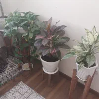 گل خانگی طبیعی|گل و گیاه طبیعی|فردیس, منظریه|دیوار