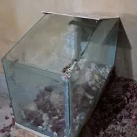 اکواریوم سالم|ماهی|کنارک, |دیوار