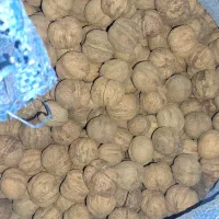 گردو درجه پوست کاغذی 1 امسال