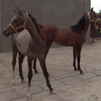 اسب عرب مصری نریون دوساله|اسب و تجهیزات اسبسواری|قزوین, |دیوار
