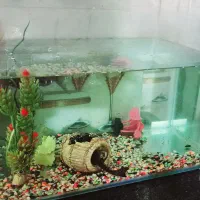 آکواریوم تمام شیشه