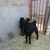 کهر نر رودان|حیوانات مزرعه|بیکاه, |دیوار