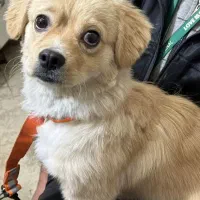 سگ تربیت شده آموزش دیده ۷ ماهه