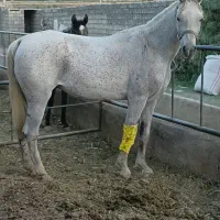 اسب مادیان دوسر عرب