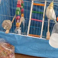 عروس هلندی|پرنده|سرپل ذهاب, |دیوار