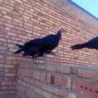 بوقلمون های سیاه اصیل نژاددار|حیوانات مزرعه|مرند, |دیوار