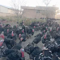 بوقلمون|حیوانات مزرعه|بانه, |دیوار