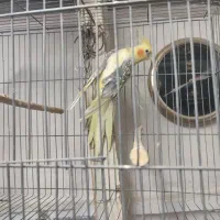 عروس هلندی دوکت نر