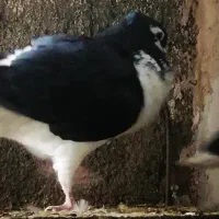 کفتر ساده خال سیاه زرد الماسی کاکلی افشون