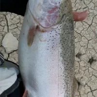 فروش ماهی قزل