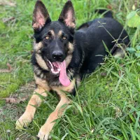 سگ ژرمن ۱۱ ماهه