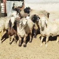 ۷راس میش بره دار و آبستن