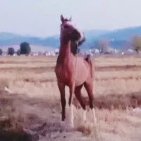 کره نریان|اسب و تجهیزات اسبسواری|یاسوج, |دیوار