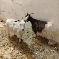 بز آبستن محلی