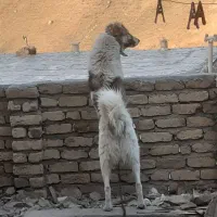 سگ نگهبان|سگ|بجنورد, |دیوار