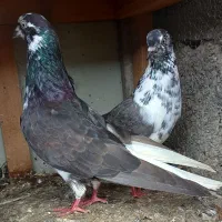 یک جفت کبوتر آس ۸ ساعته