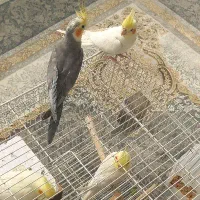 عروس هلندی|پرنده|مشهد, شهرک مهر آباد|دیوار