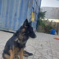 معاوضه ژرمن ماده|سگ|صباشهر, |دیوار