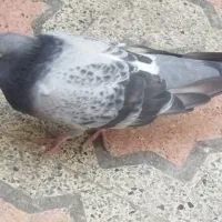 پلاکی ماده مست|پرنده|بندرعباس, |دیوار