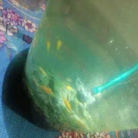 ماهی مولی وگپی