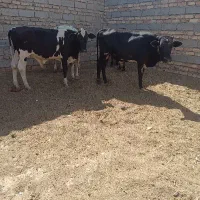 گوساله نر