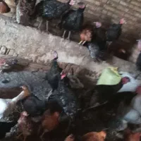 بوغلمون|حیوانات مزرعه|خواجه, |دیوار