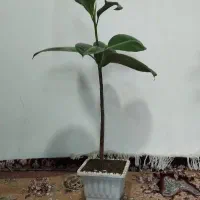 گل گوش فیلی