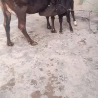 دام|حیوانات مزرعه|ارمند, |دیوار