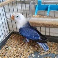 طوطی برزیلی  اوپلاین بلو