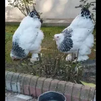 جوجه برهما سلطان|حیوانات مزرعه|نگین شهر, |دیوار