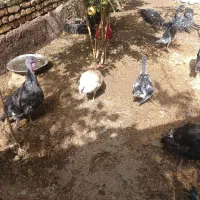 بوقلمون  مرغ وخروس  غاز|حیوانات مزرعه|قزوین, |دیوار