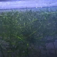 گیاه اکواریوم