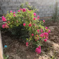 فروش خانه ویلایی ۶۰متری ۱ خوابه در روستای گوداسیاب|فروش خانه و ویلا|سبزوار, قصبه غربی|دیوار
