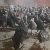 بوقلمون برنز و بیوتی