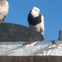 طوقی|پرنده|دهدشت, |دیوار