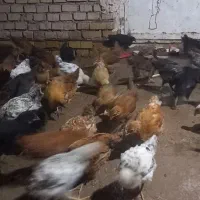 نیمچه مرغ محلی|حیوانات مزرعه|اهواز, کوی مندلی(سه راه خرمشهر)|دیوار