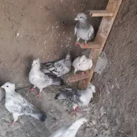 شامی کرمونی|پرنده|بیرجند, |دیوار