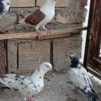 کبوتر پرشی|پرنده|نسیم‌شهر, |دیوار