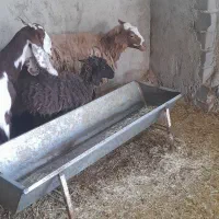 گوسفند بره بز پاکستانی قوچ شال رومانوف یکجا|حیوانات مزرعه|سرخه حصار, |دیوار