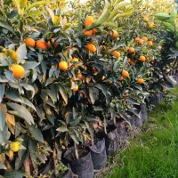 نهال کامکوات مرکبات کامکوات سوپر باردار صادراتی|خدمات باغبانی و درختکاری|قائمشهر, |دیوار