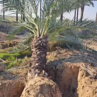 انواع نخل ونهال مرکبات|خدمات باغبانی و درختکاری|یزد, |دیوار