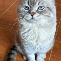 پیشی های ناز|گربه|رشت, شهرک قدس|دیوار