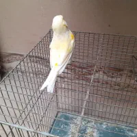 قناری گلستر معاوضه|پرنده|کرمان, |دیوار