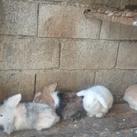 جفت خرگوش لوپ|موش و خرگوش|بابل, |دیوار