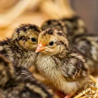 بلدرچین 1روزه تا 10روزه