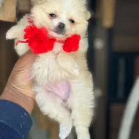 یک به یک خشکل و تو دل برو|سگ|صدرا-فارس, فاز ۱|دیوار