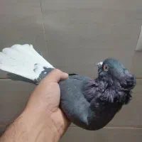 کبوتر سیاه دم سفید|پرنده|خمینی‌شهر, |دیوار