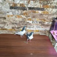 چادری جفت کفتر چپ|پرنده|محمدشهر, محمدشهر|دیوار