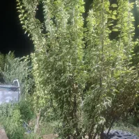 خانه باق قرچک قله نو املاک