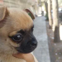 توله نژاد پاگ